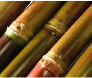 Sugar cane