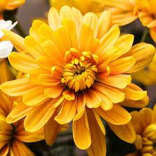 Chrysanthemum