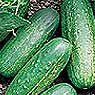 Cucumber