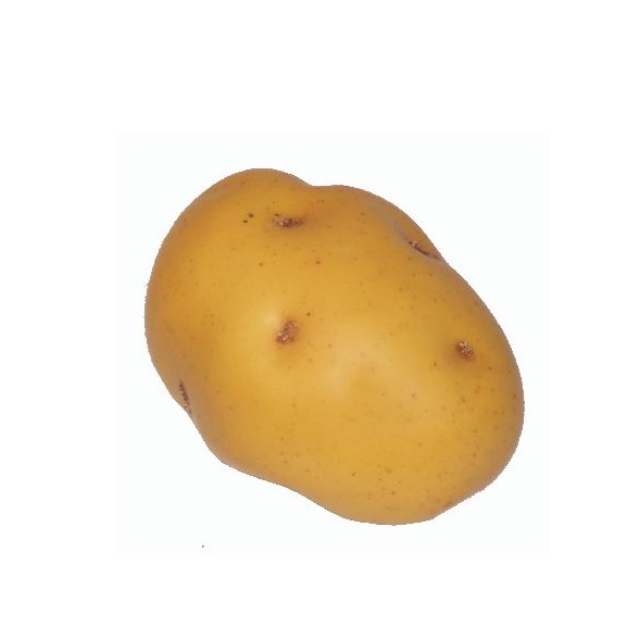 Potato