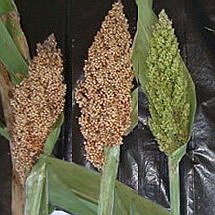 Sorghum